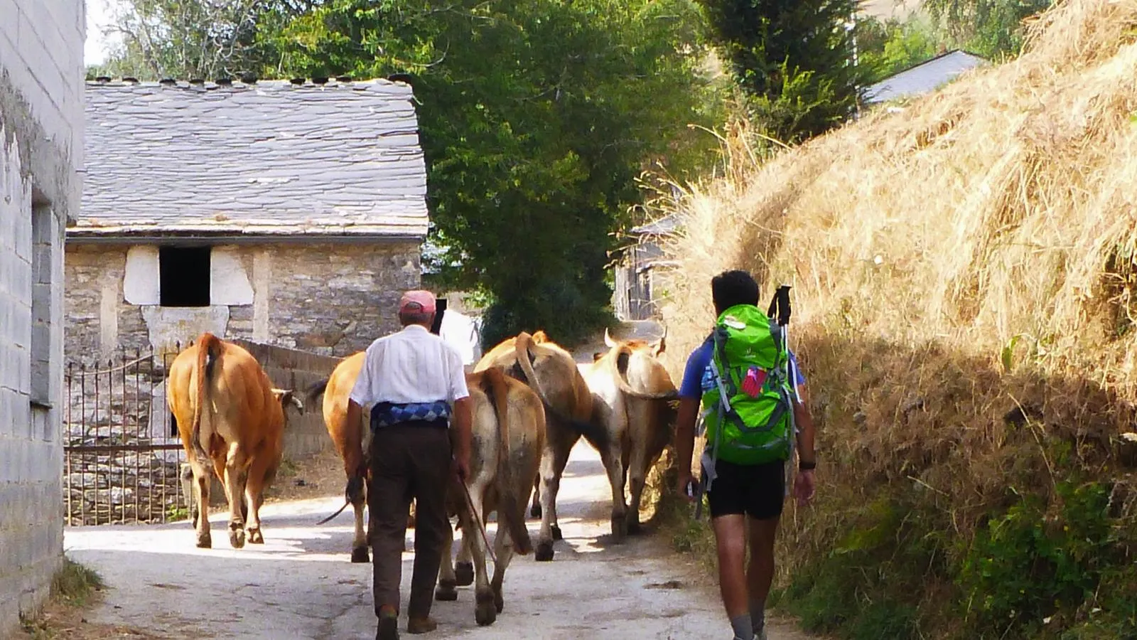 Peregrino caminando junto a unas vacas por un pueblo de pizarra