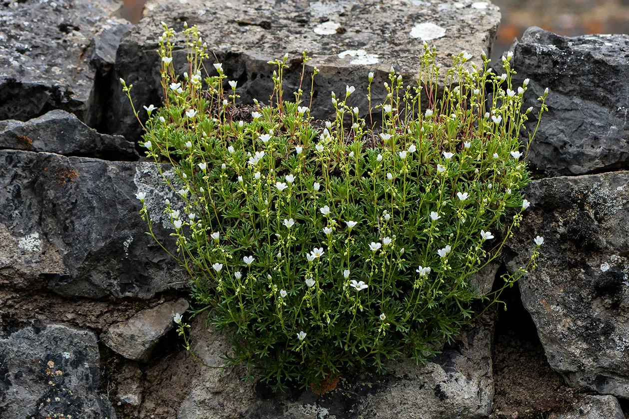 Saxifraga babiana: planta endémica de León