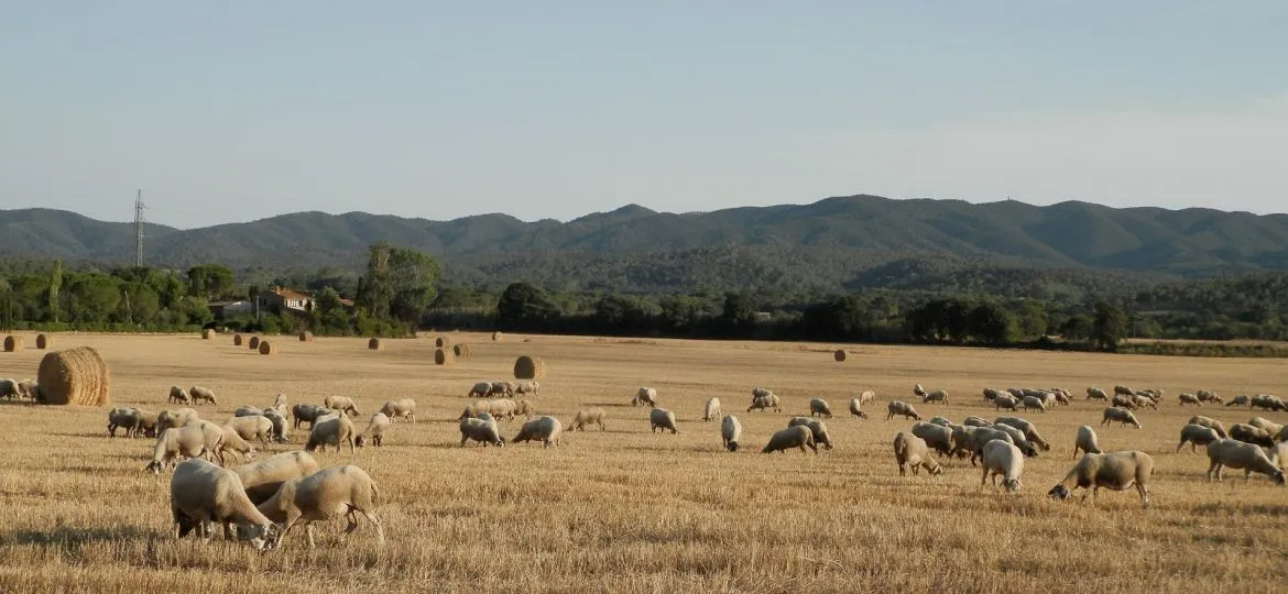 UPA-COAG pide permitir el pastoreo en las zonas no cosechadas tras los incendios y el mal tiempo