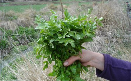Ensalada silvestre y Quitapenas
