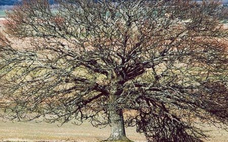 La dehesa de Santa Engracia, Aliste