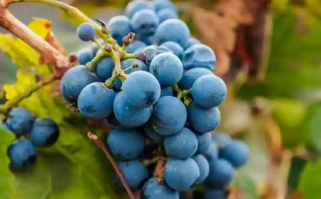 Heladas y vinos en Toro