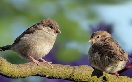 Prohibición de las podas en temporada de cría