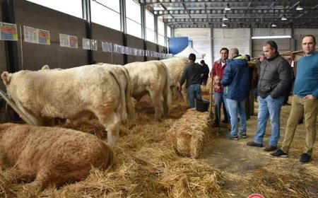 Fiestas por San Andrés