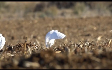 Salamanca, provincia para observación de aves