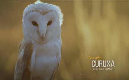 Páxaros. Los Nombres Leoneses de las Aves