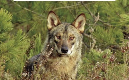 Lobos de la Sierra de la Culebra. Presencia, apuntes y observaciones