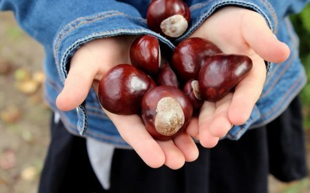 En tiempo de castañas