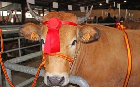 La feriona de Villablino