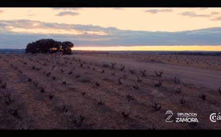 Vinos DO Tierra del Vino - Zamora