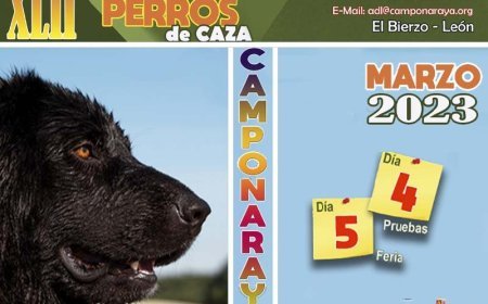 Feria de perros de caza de Camponaraya, edición 42