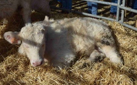 CXLI Feria ganadera de Barruecopardo