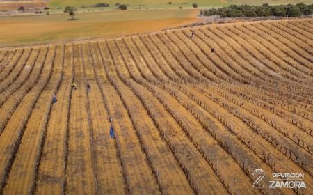 Vinos DOP Valles de Benavente
