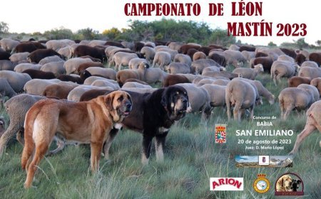XXVII Concurso exposición del Mastín Leonés en San Emiliano