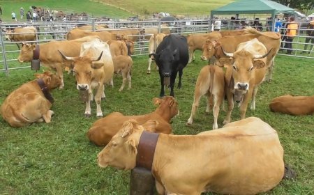 XVI Feria ganadera de Riaño 2023