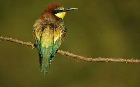 Las mejores zonas para observar aves en Salamanca