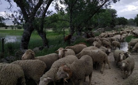 La influencia de la trashumancia en el dialectismo leonés de la provincia de Salamanca