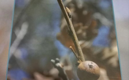 Atlas lingüístico y etnográfico de la zona norte de Los Valles (Zamora)