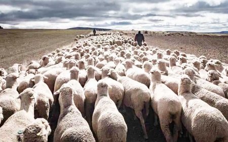 Las cañadas y la Mesta