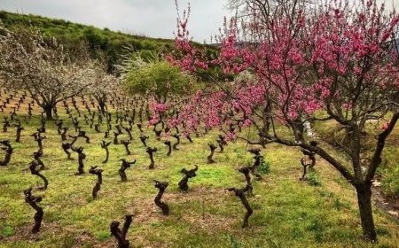 Salvemos el Viñedo Viejo del Bierzo