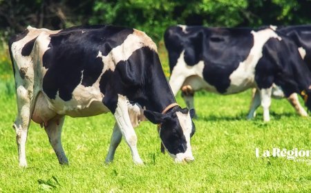 XIV Feria ganadera de Bañobárez