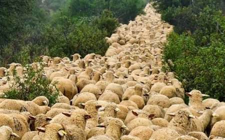 XXX Feria de la trashumancia de Prioro