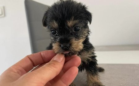 Peludines Sin Suerte solicita tu ayuda urgente