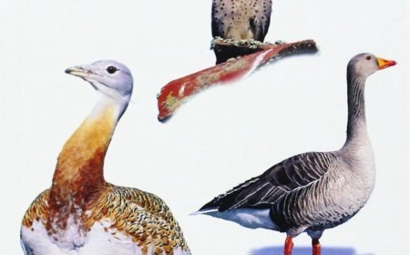 Guía de las aves de las Lagunas de Villafáfila y su entorno