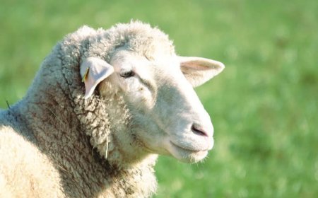 IX Feria transfronteriza del pastor y la trashumancia de San Vitero