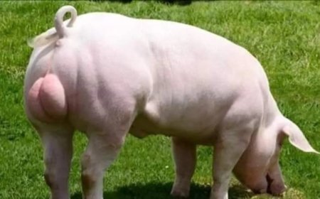 El capador. Oficios tradicionales