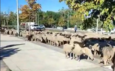 Rebaño entrando en León
