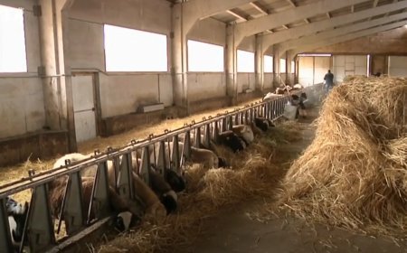 Pascualín es ganadero en Tábara