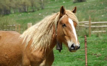 XI Feria de raza Hispano Bretón de San Emiliano