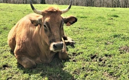 IX Feria Multisectorial de Puente Almuhey