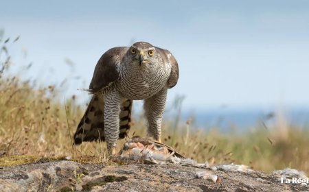 La cetrería en el Reino de León
