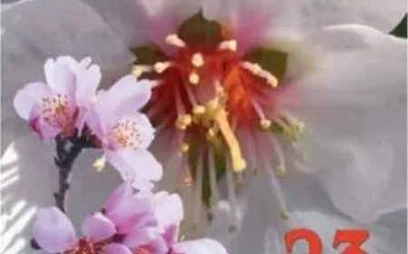 Día del Almendro y IV Eco-natural de La Fregeneda