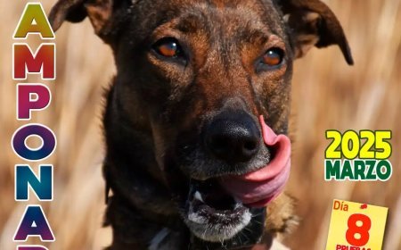 XLIV Feria de Perros de Caza de Camponaraya