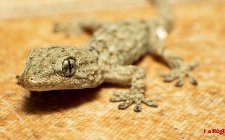 La salamanquesa en la región leonesa