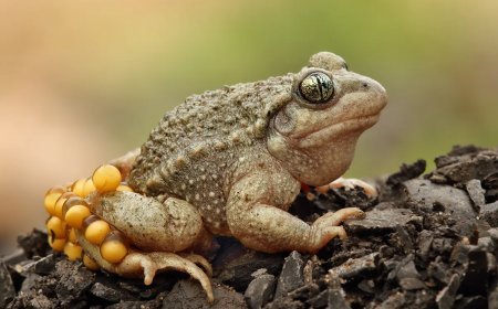 La herpetofauna en la Región Leonesa: Desafíos y avances en su seguimiento