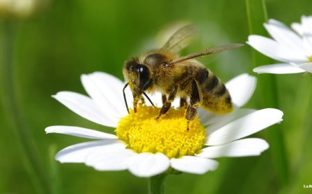 Descubre cómo revivir a una abeja caída con un simple truco