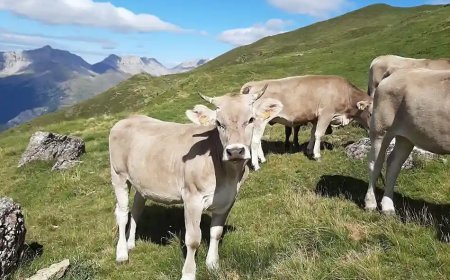 II Feria de la raza parda en Crémenes
