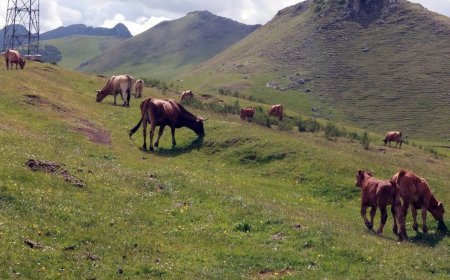 Polémica en Babia: Un millar de reses asturianas cruzan ignorando la ley