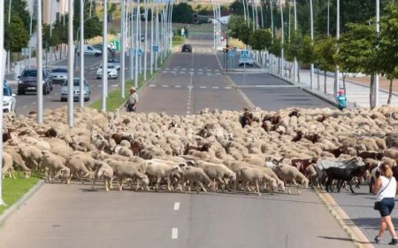 2500 cabezas de ganado cruzarán León este jueves