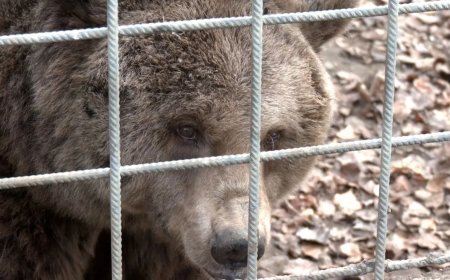 Los osos del Coto escolar se mudan a Alemania