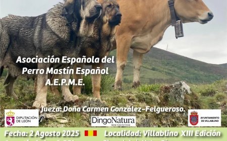 XVII Monográfico Internacional del SIEMPRE LEONÉS perro Mastín en Villablino
