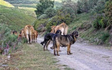 Ecologistas en Acción defiende al lobo como regulador natural en los ecosistemas ganaderos