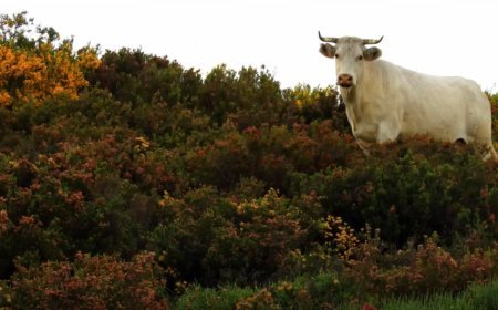 Beneficios de la trashumancia y la trasterminancia en Sanabria y La Carballeda