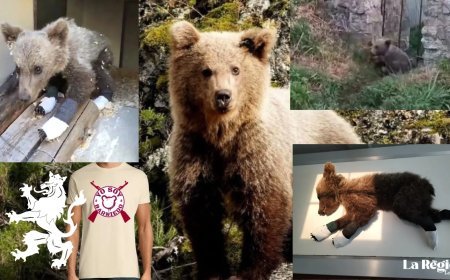 Barniedo, el oso que desafió al fuego y a la desidia: símbolo de la resistencia leonesa