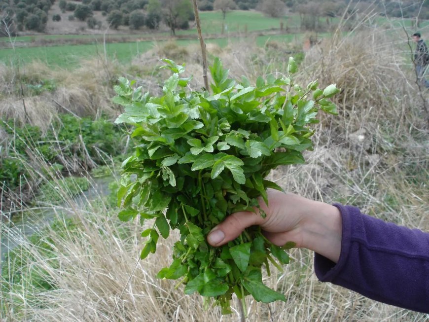 Ensalada silvestre y Quitapenas