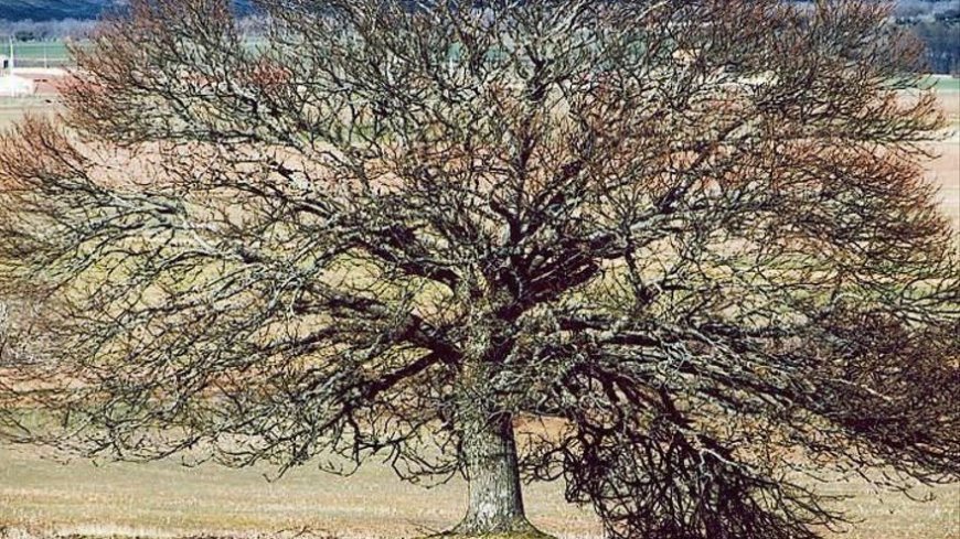 La dehesa de Santa Engracia, Aliste